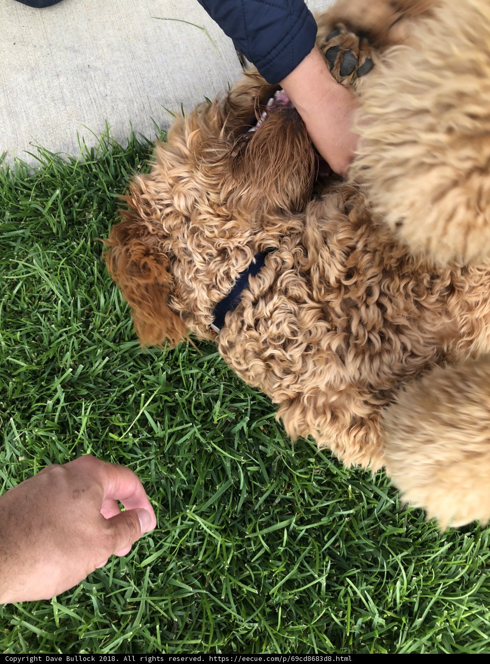 A Poodle's Dream