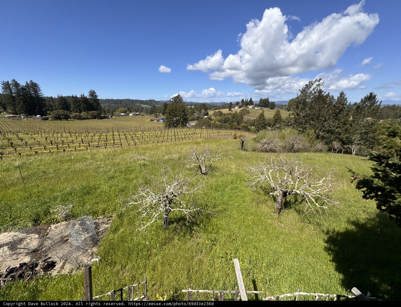 Elevated View of Sebastopol Vineyard