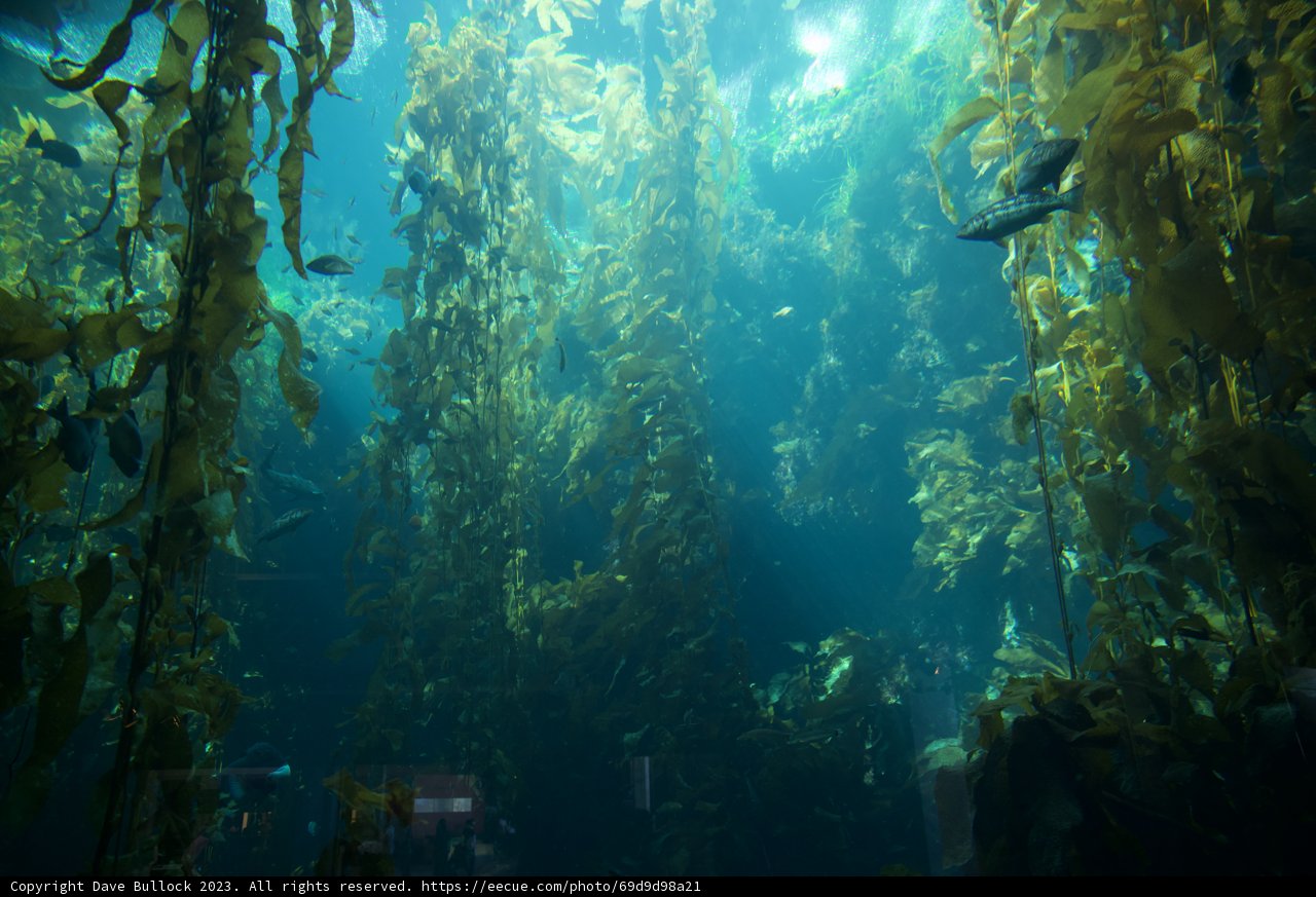 Vibrant Underwater Ecosystem at Monterey Bay Aquarium