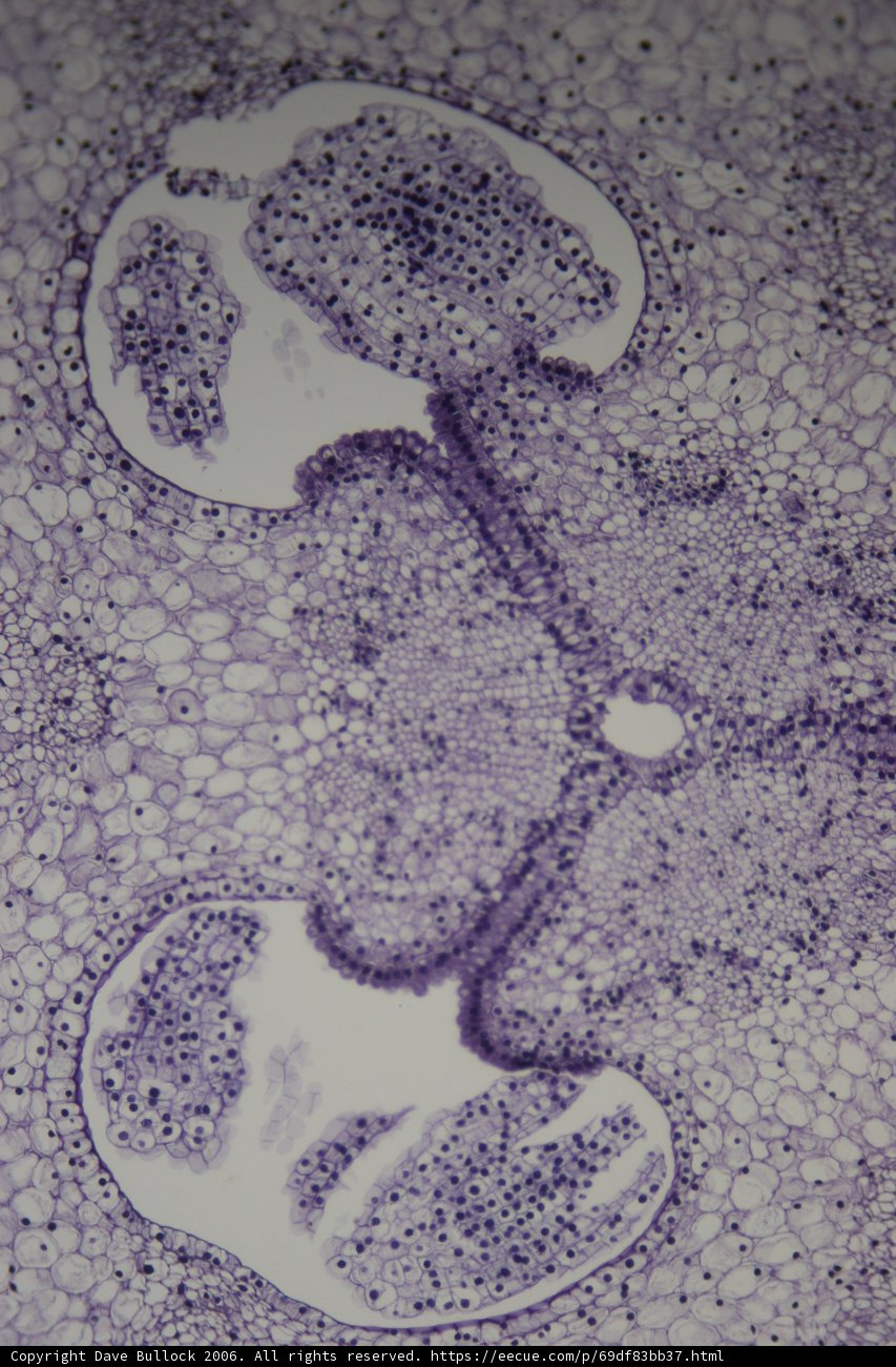 The Stained Cell