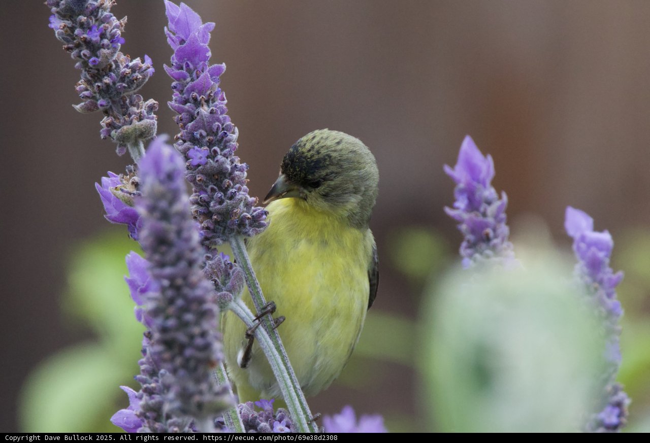 Serenity Among Lavender