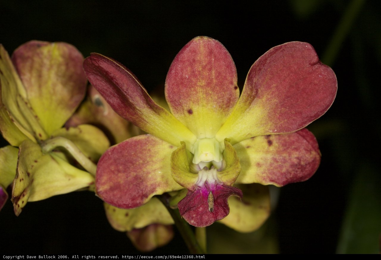 Vibrant Orchid Beauty