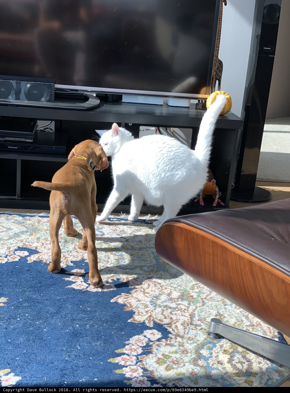 Furry Friends' Playtime