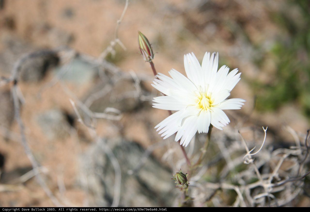 Solitude in the Desert