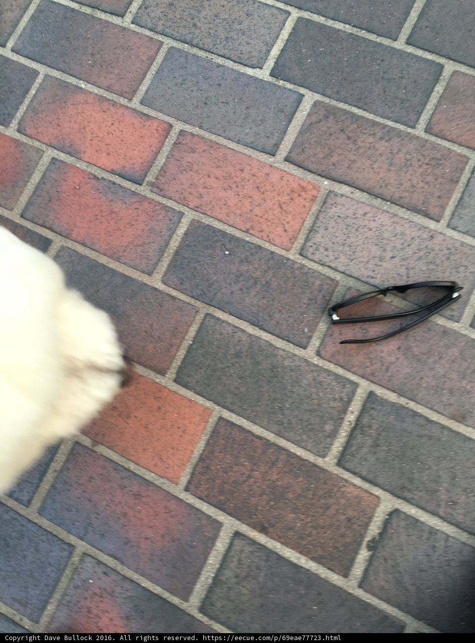 Canine on Cobblestones