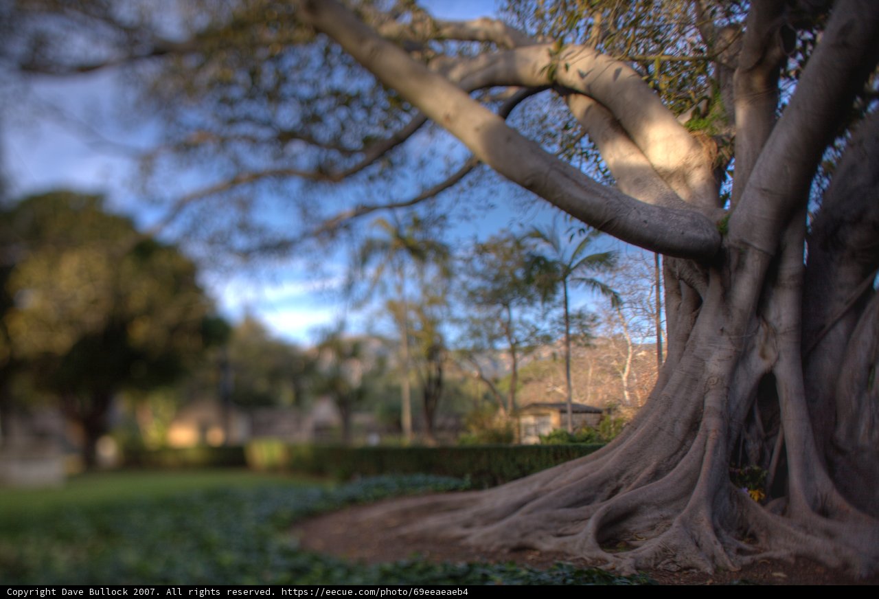 Majestic Oak Tree