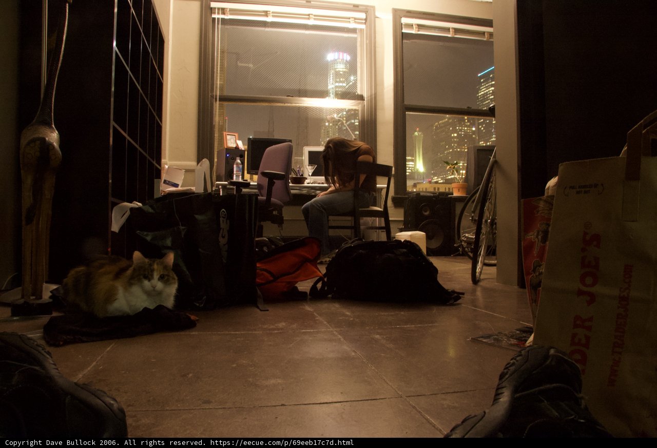 Working with a Feline Companion