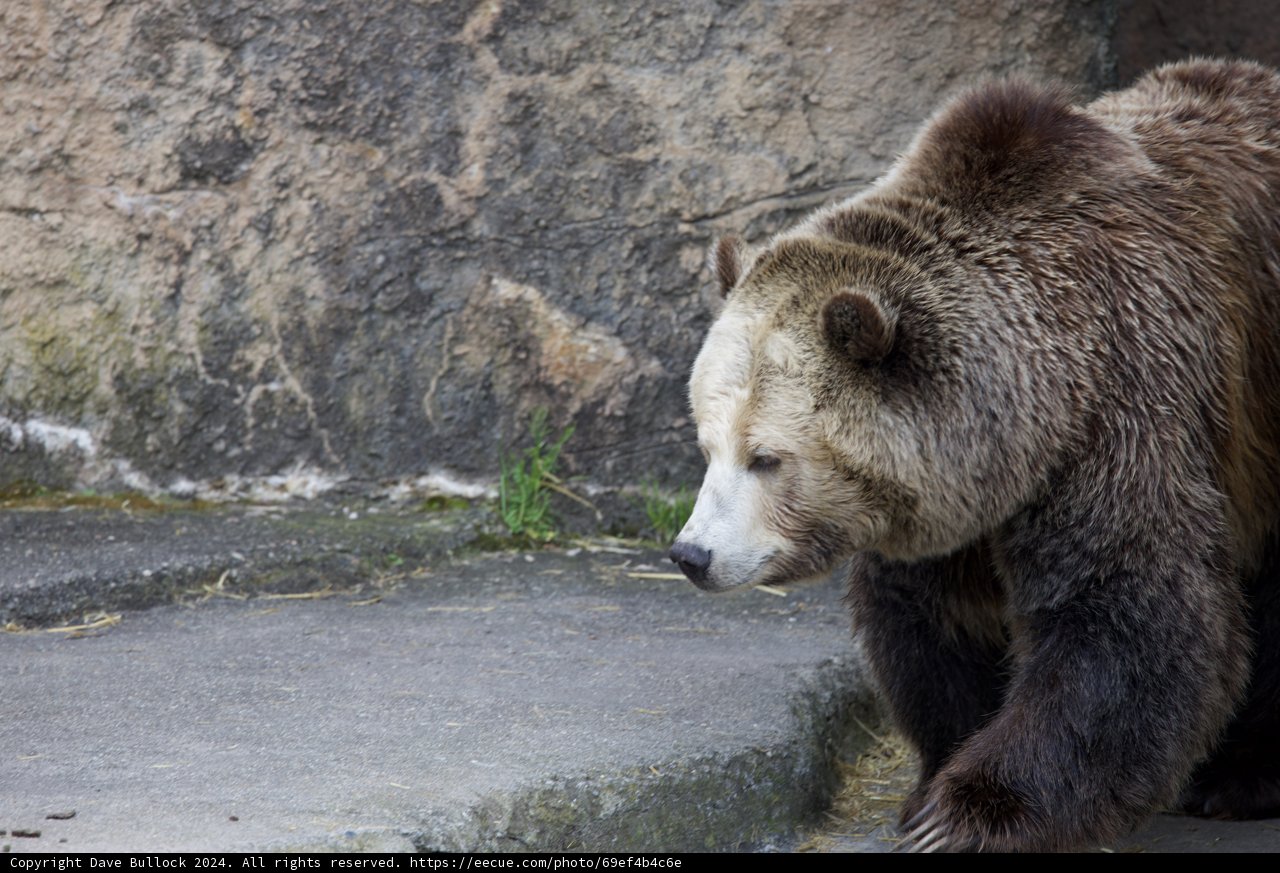 Majestic Wanderer at SF Zoo