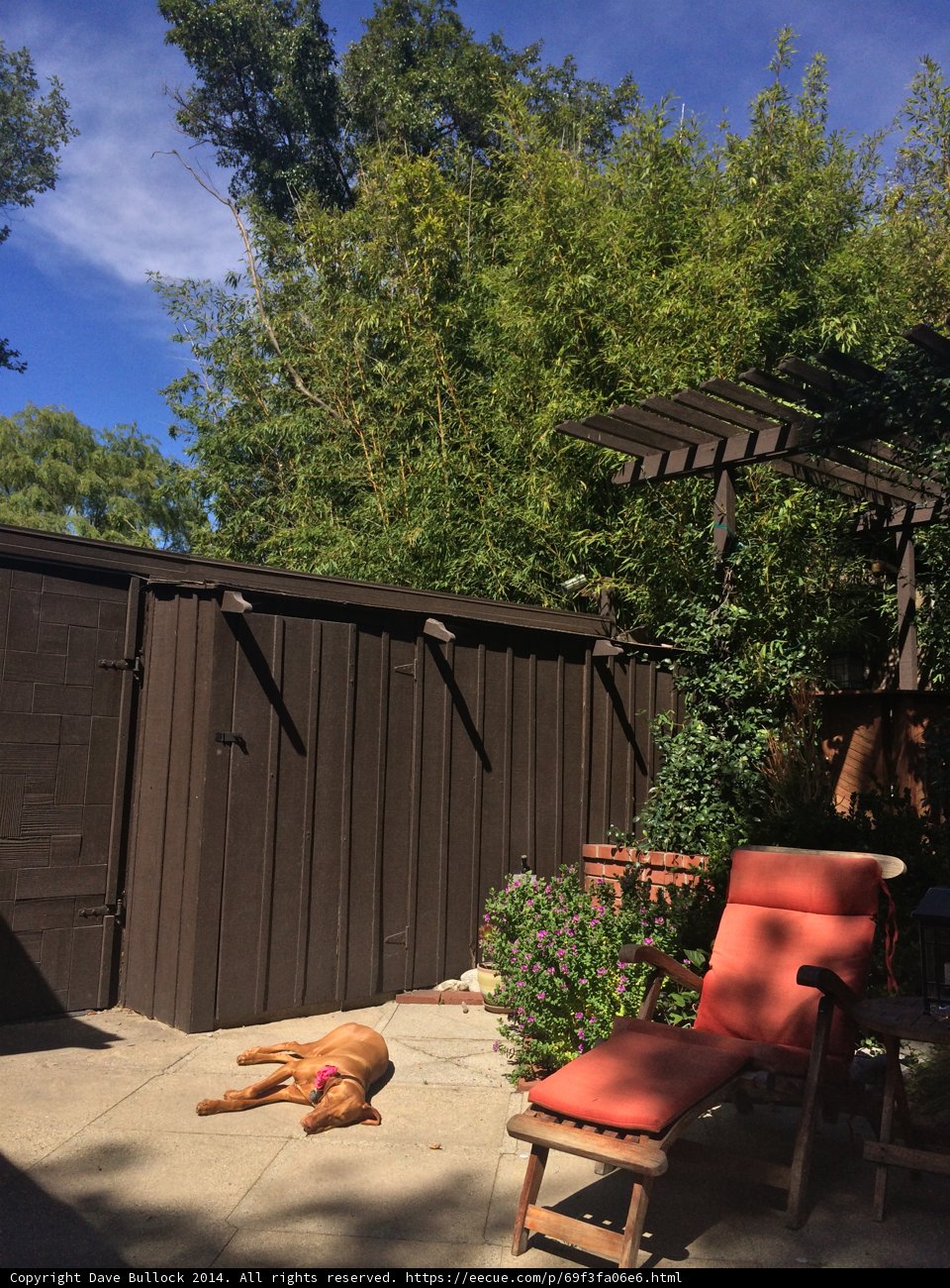 Relaxing in the Backyard