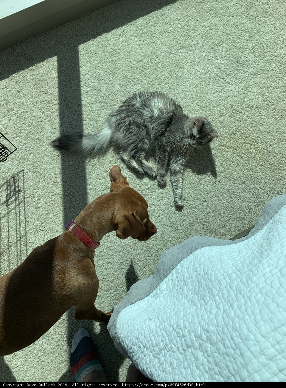 Furry Friends on the Floor