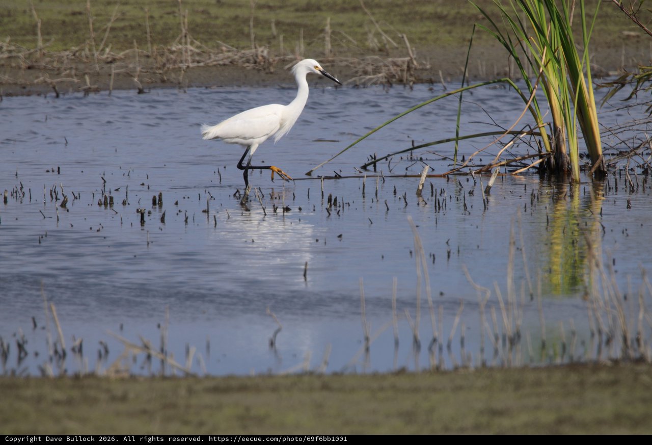 Little Egret Foraging in Wetland Shallows at Sunset