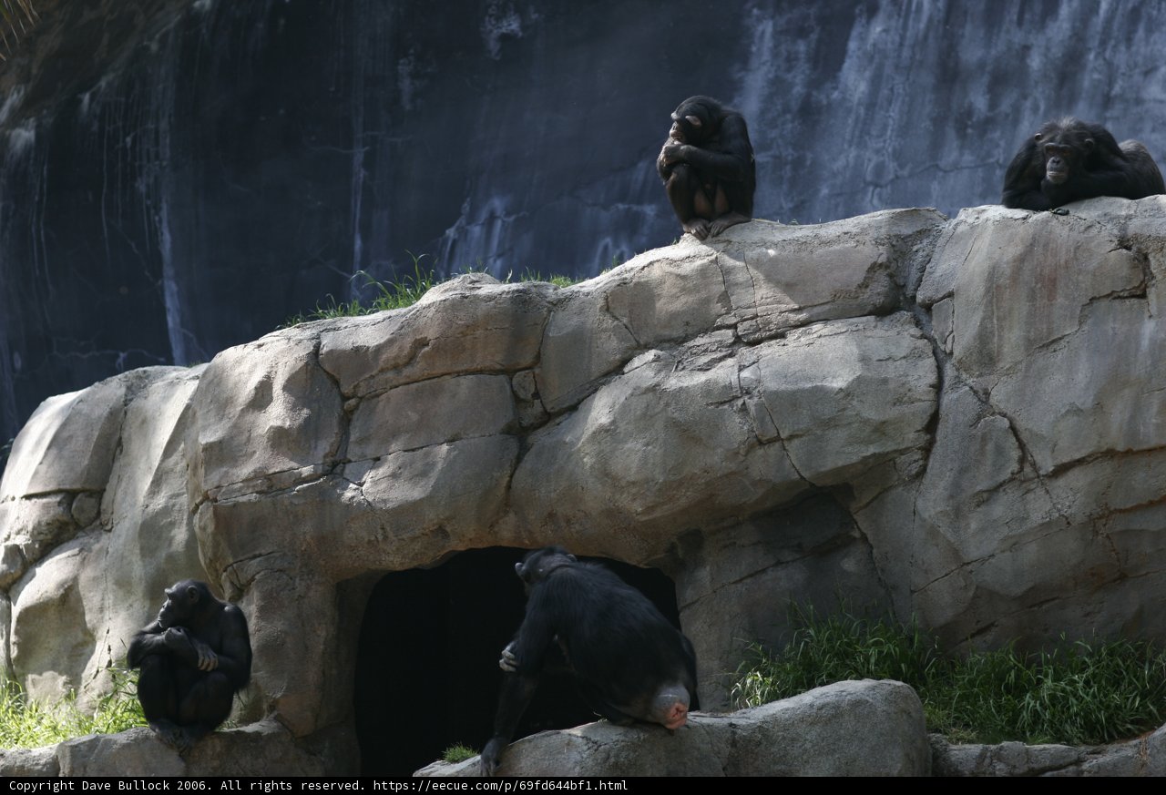 Chimps at Rest