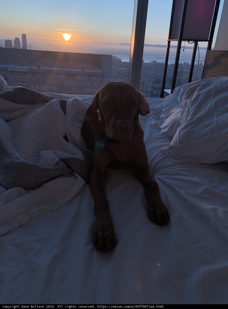 Canine Comforts