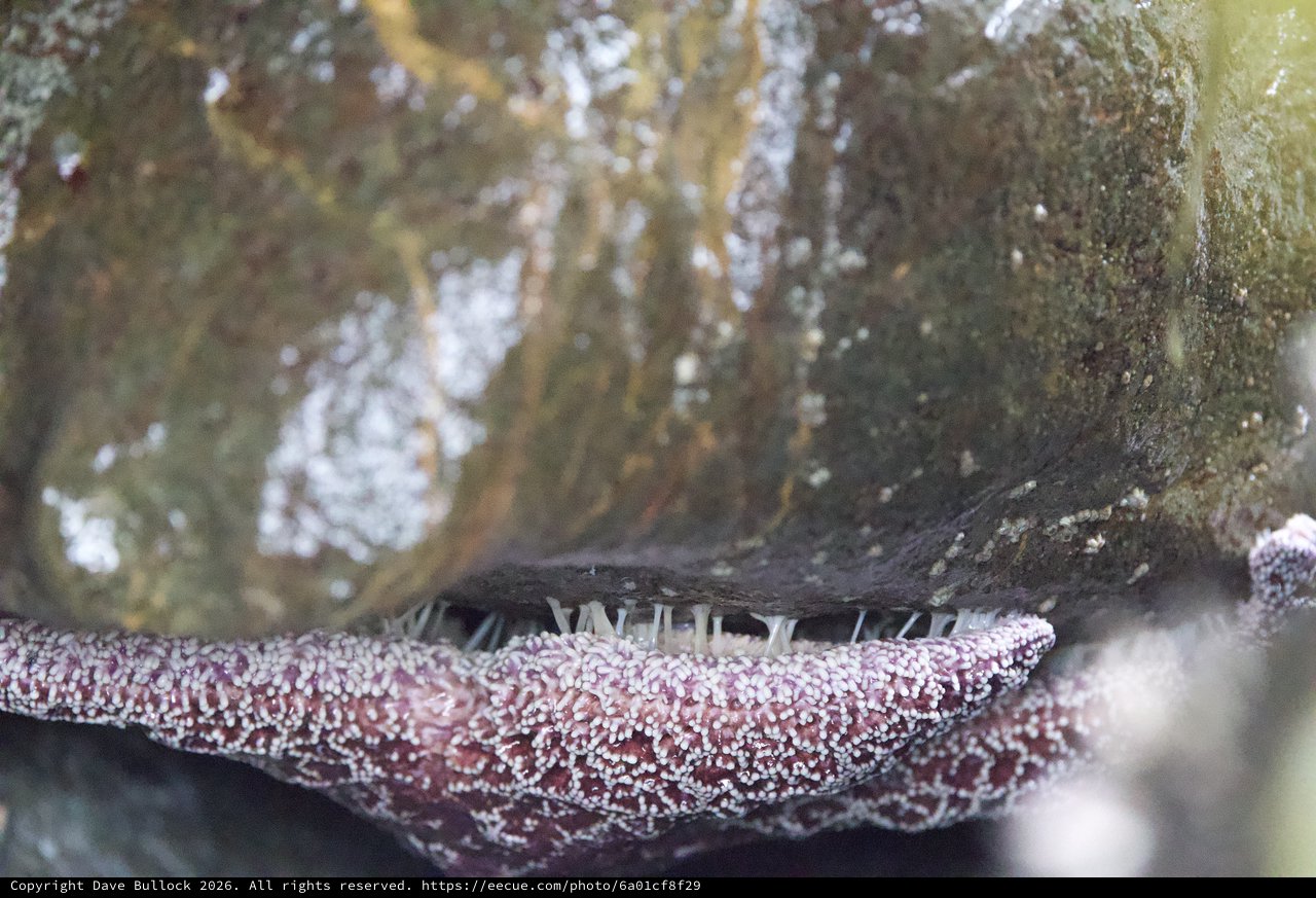 Sea Star Arm Clinging to Rocky Tide Pool