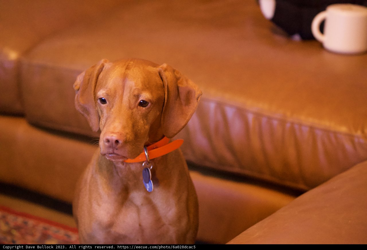 Home Comforts with Furry Friends - November 2023