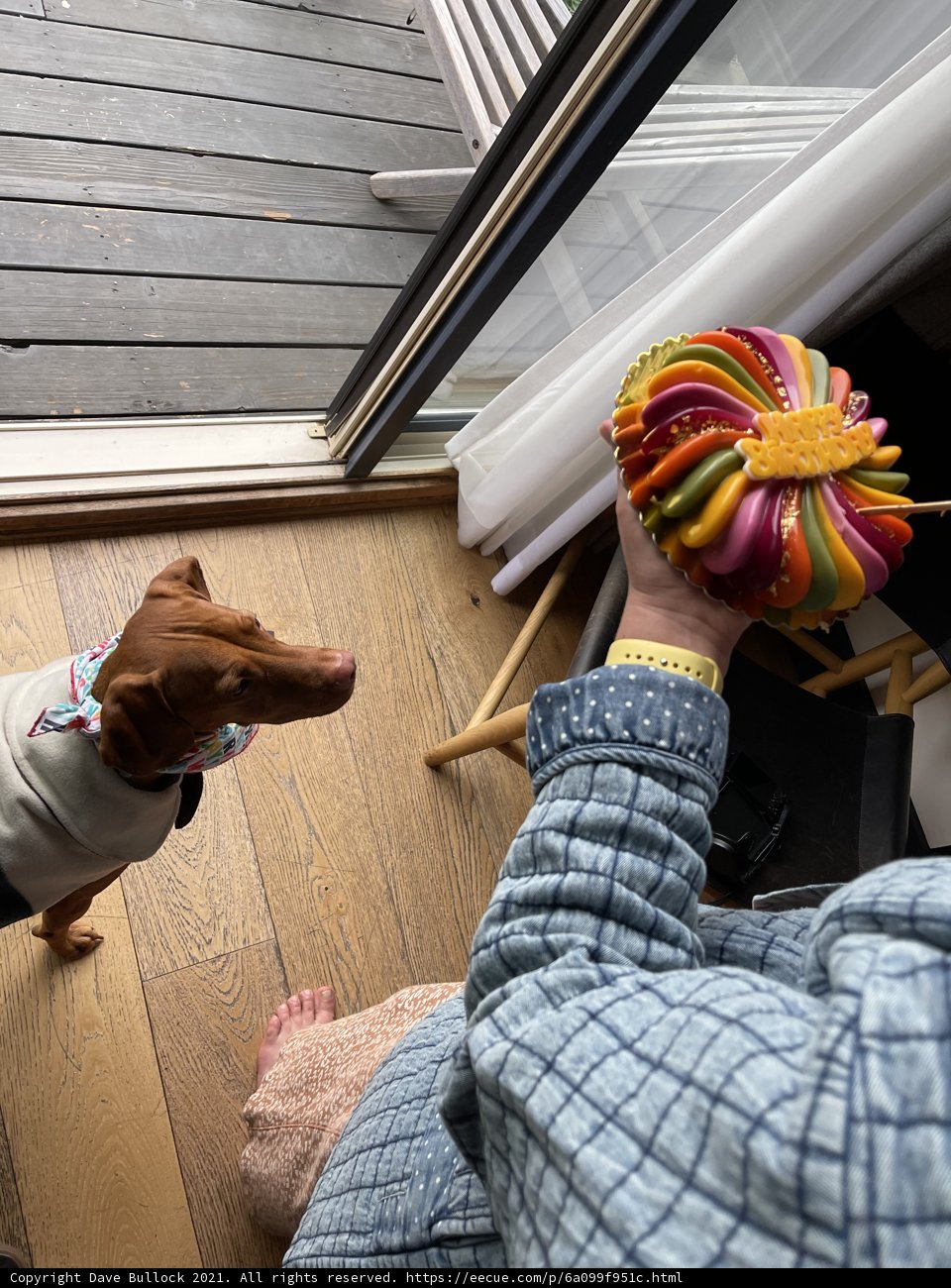 Colorful Toy and Furry Companion