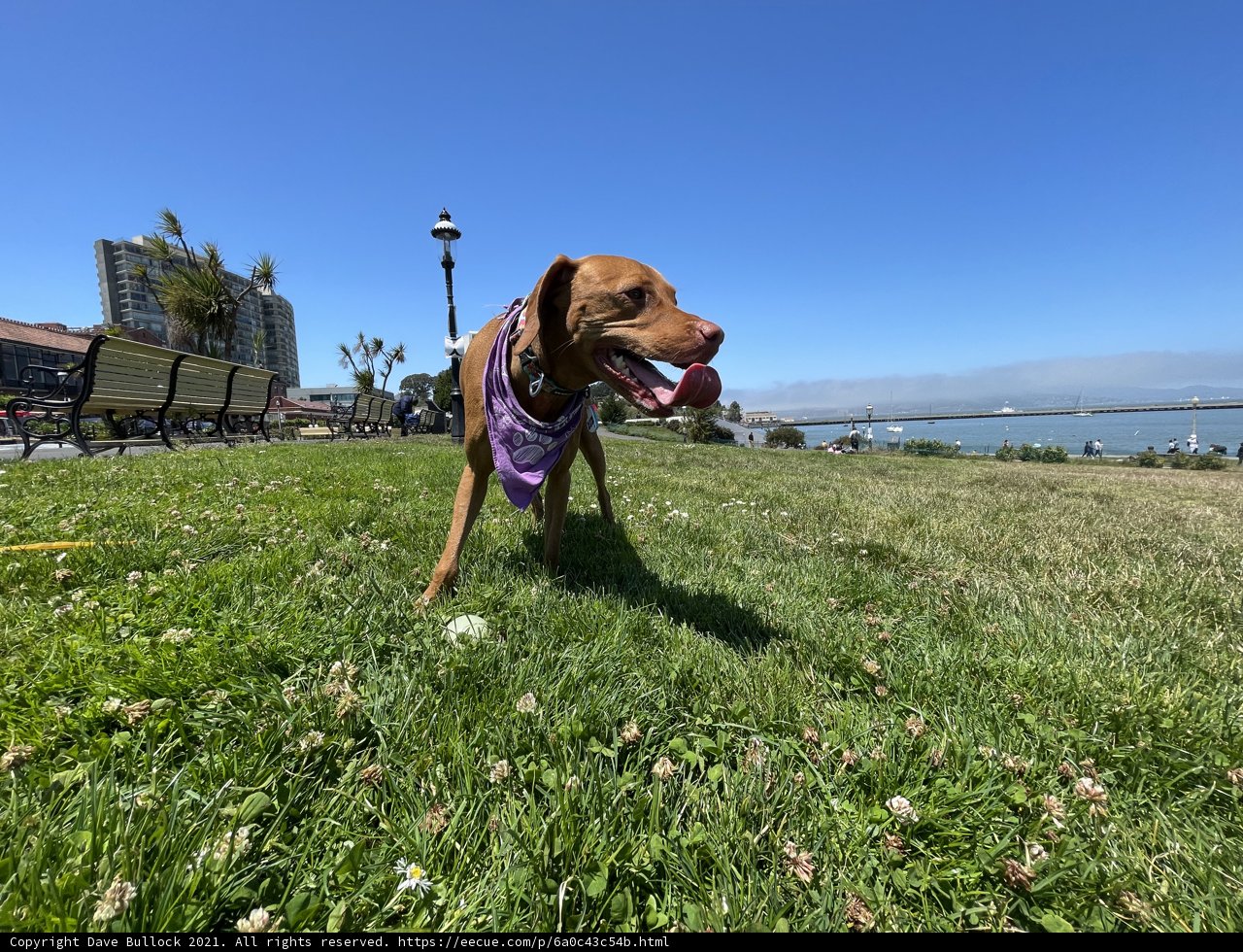 Purple Bandana Pup Enjoying a Sunny Day at San Francisco Maritime National Historical Park
