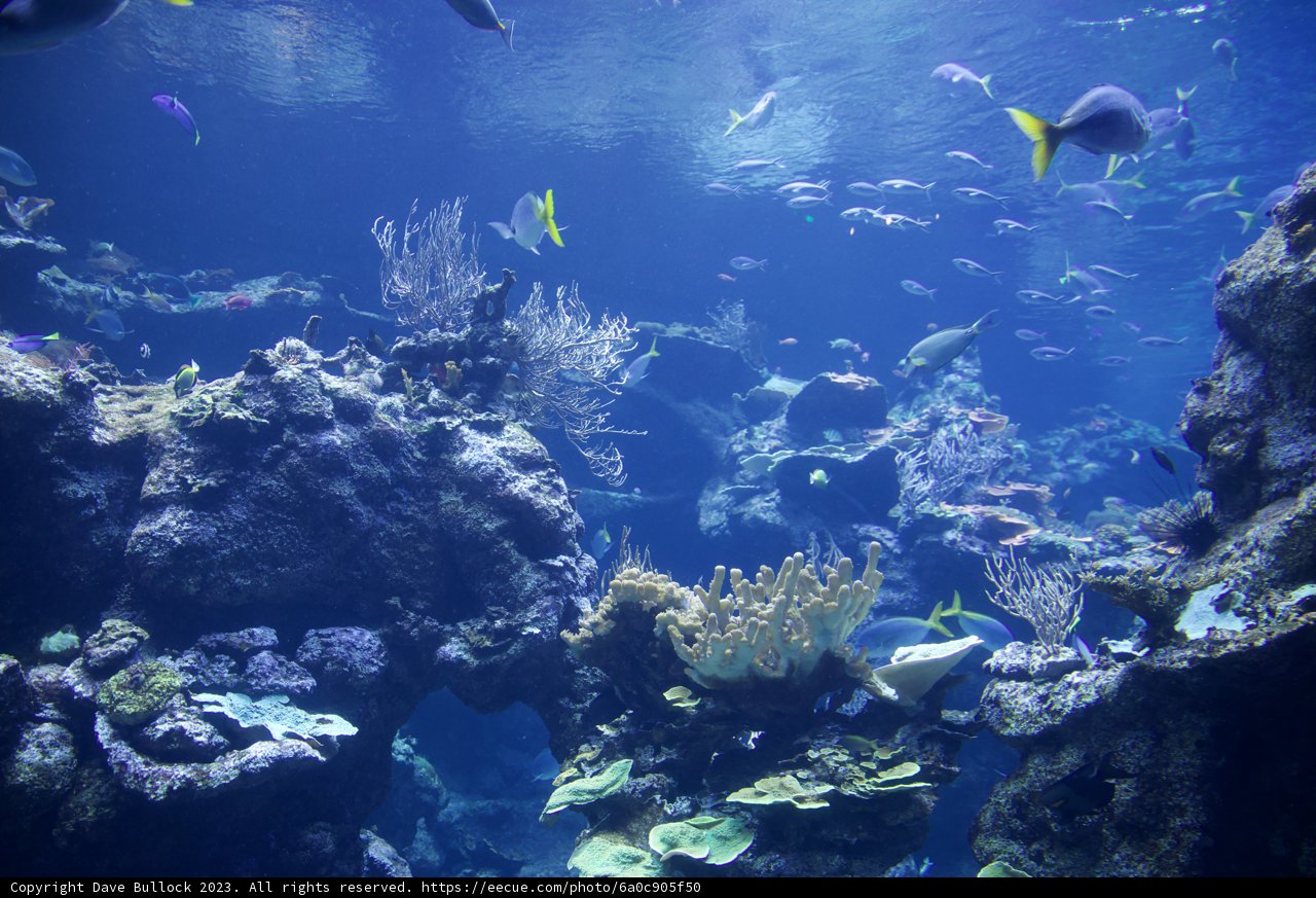 Aquatic Symphony: The Harmony of Sea Life