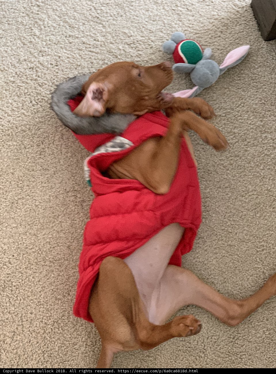 Red-Coated Hound Rests at Home