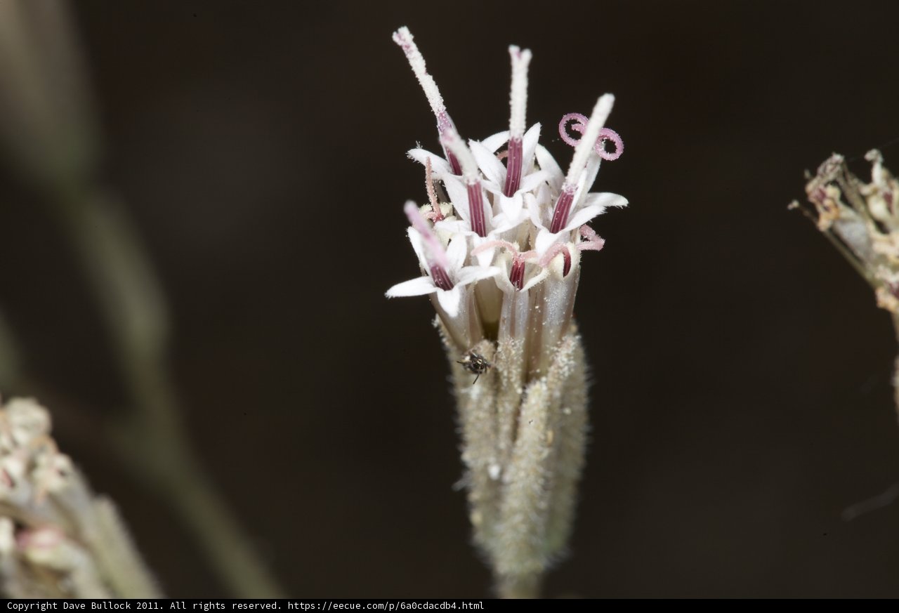 Pink and White Flower Close-Up