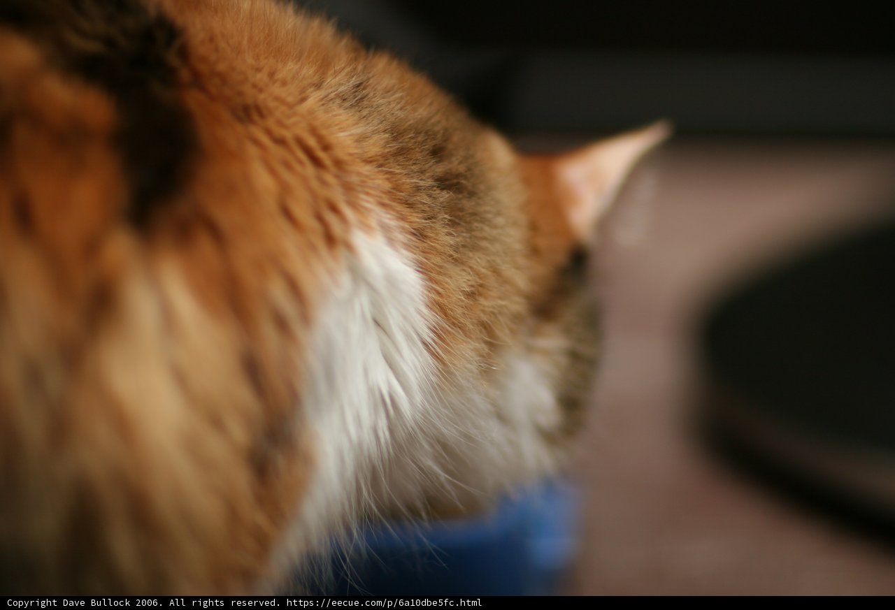 Curious Cat