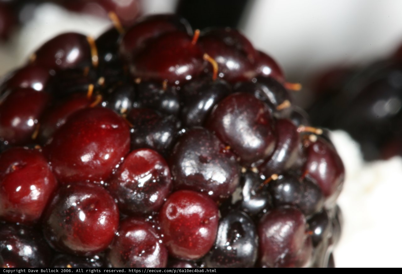 Berrylicious Blackberry