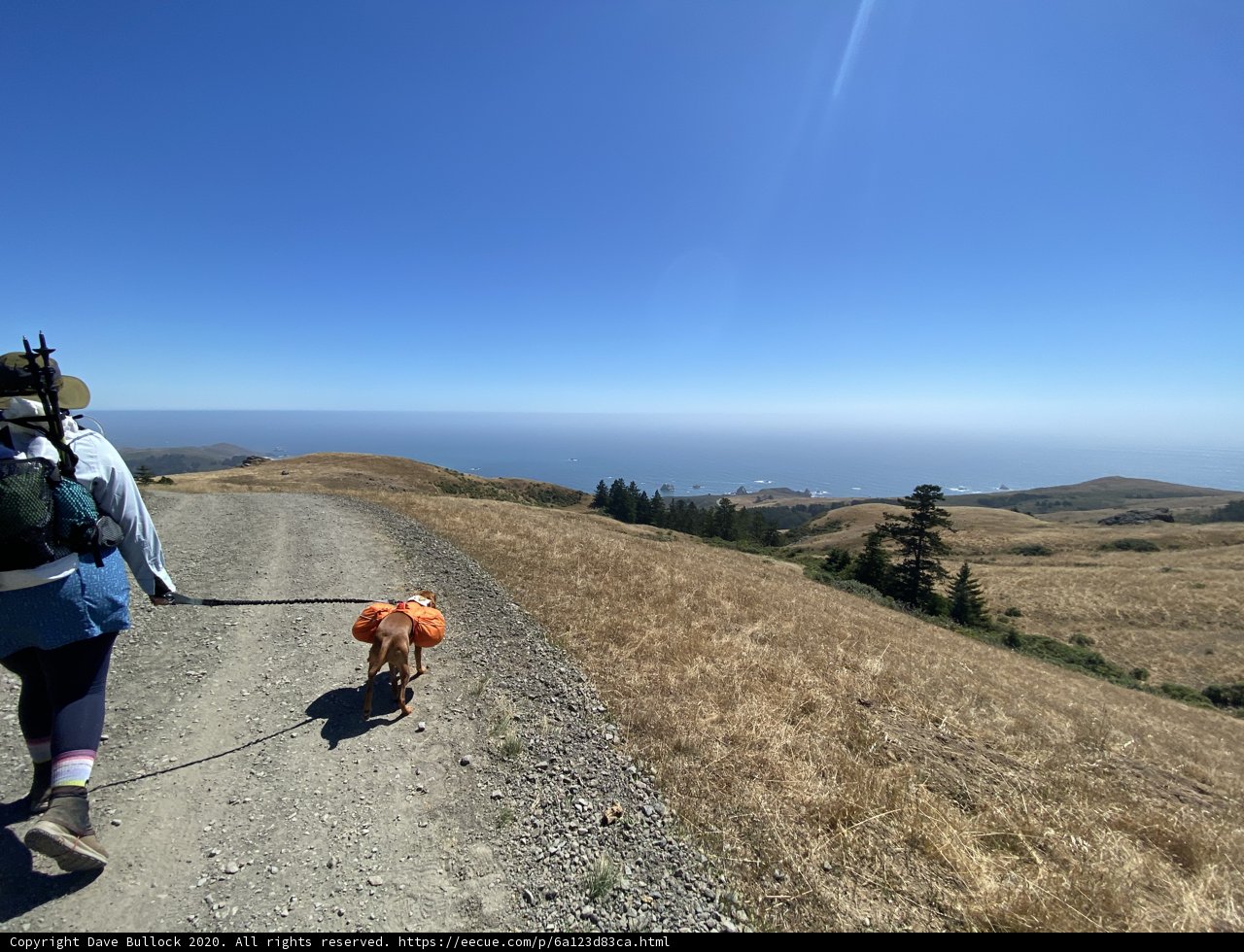 A Walk in the Wild with a Four-Legged Friend