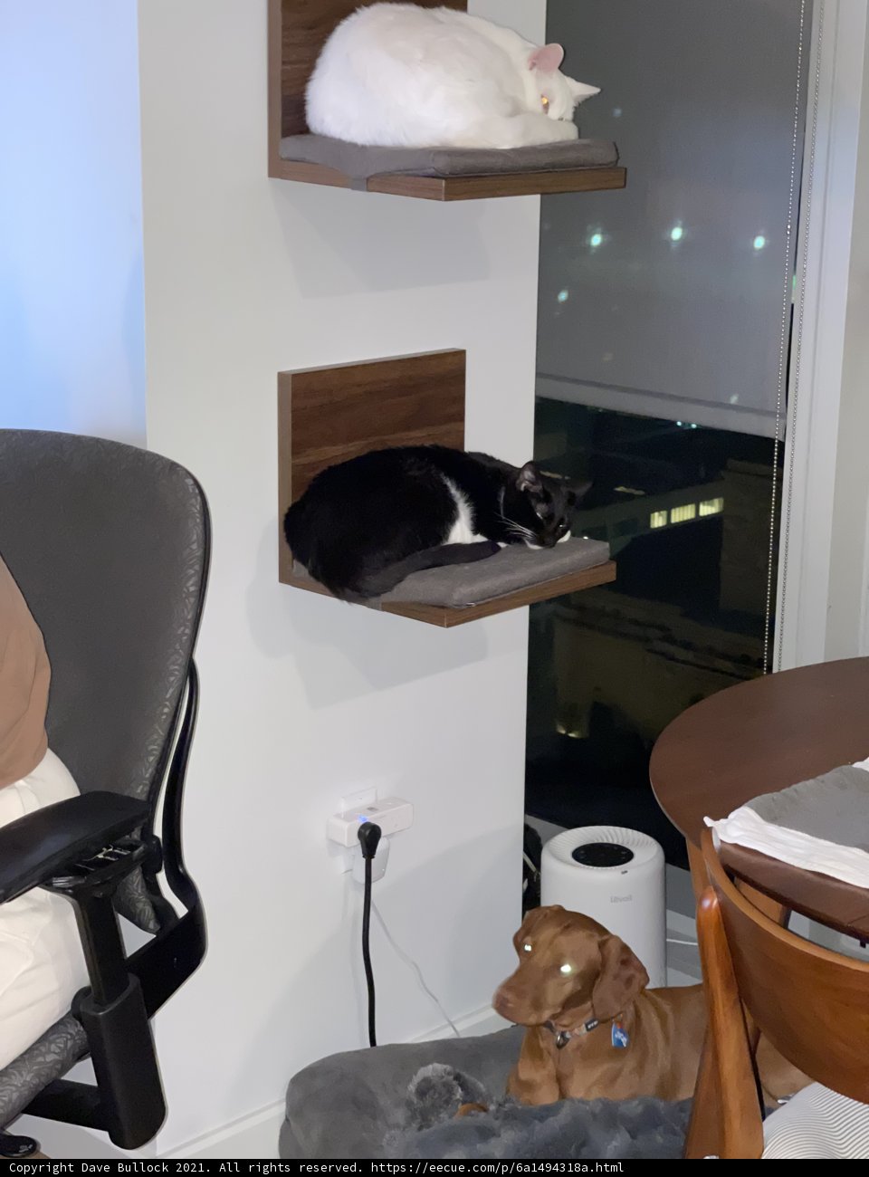 Feline Company in the Den