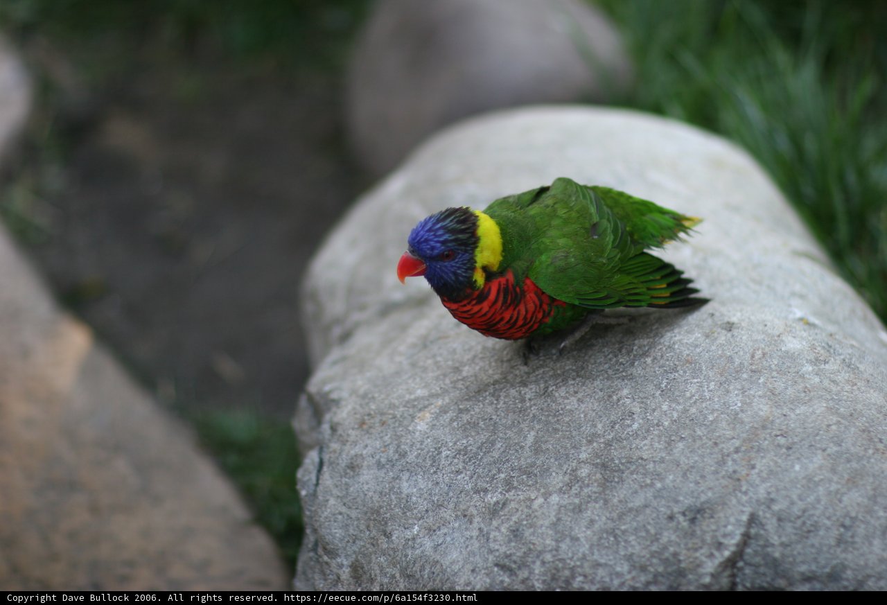 A Parakeet Perched on a Vibrant Rock