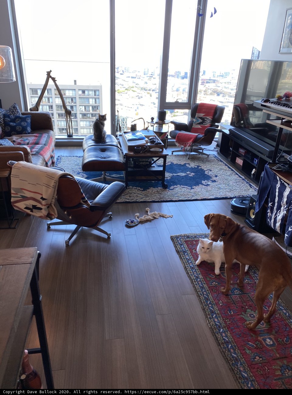 Living Room Pooch