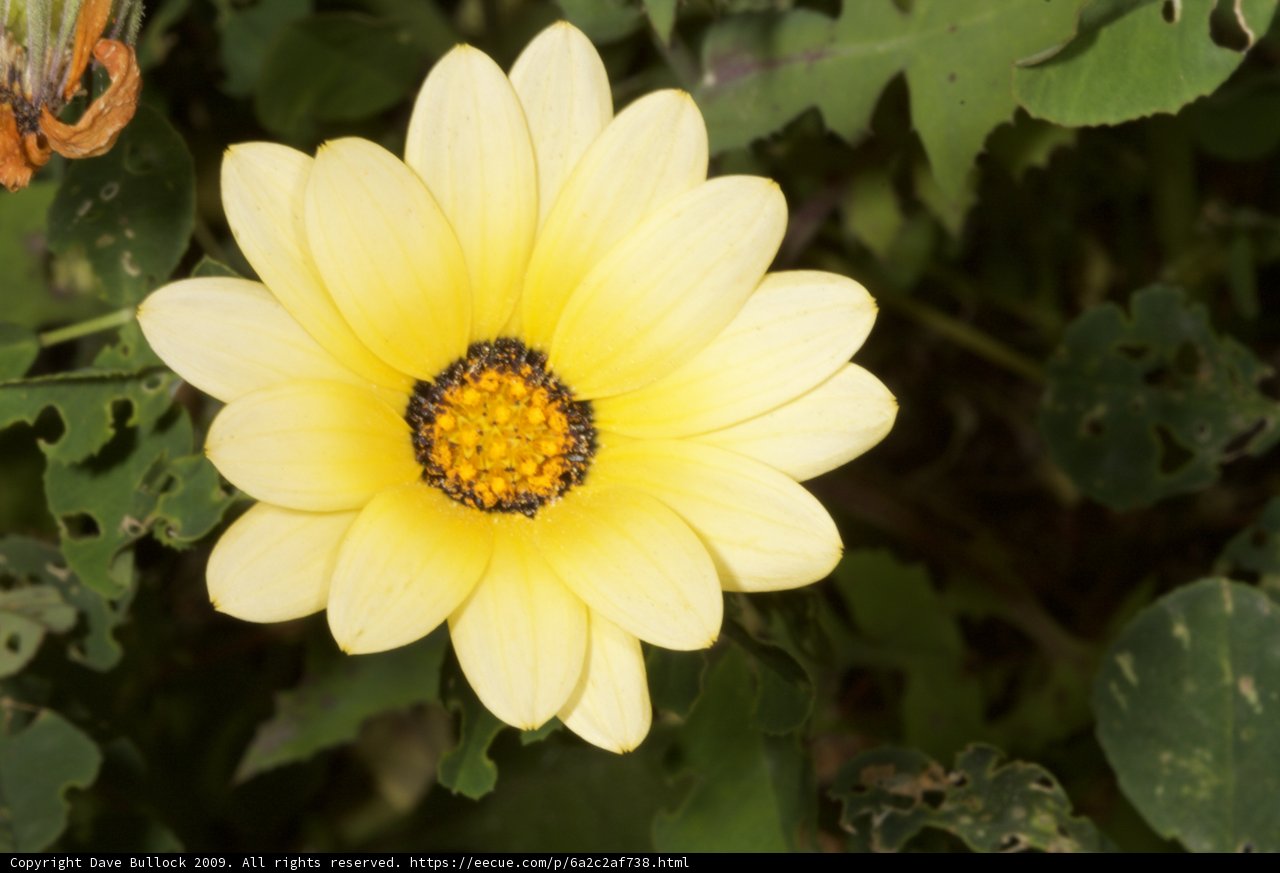 Sunny Treasure Flower