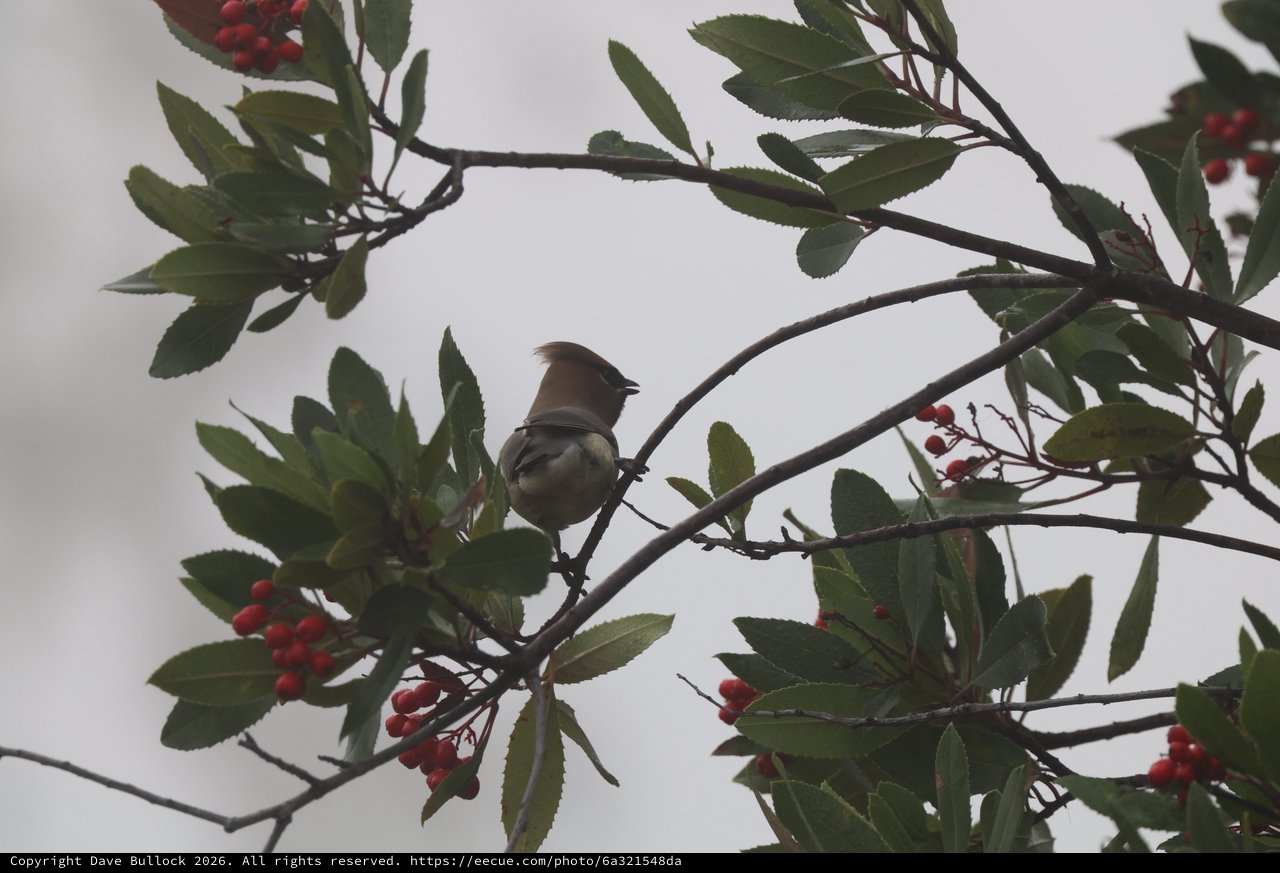 Cedar Waxwing Perched Among Red Berries