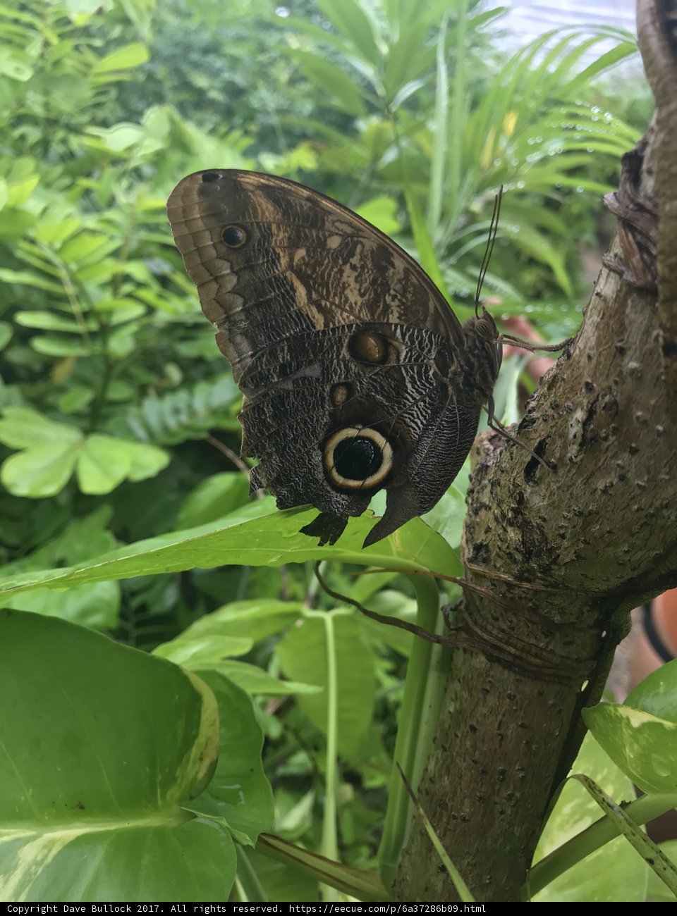Majestic Butterfly in Cancún