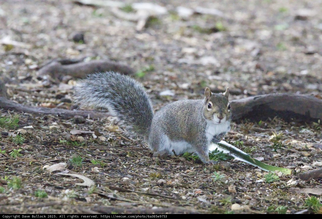 Curious Squirrel Explorer