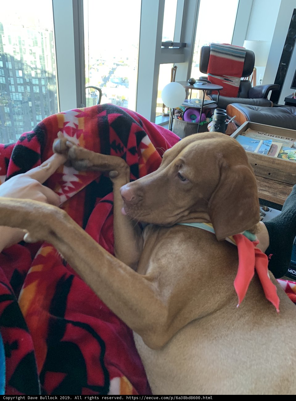 Cozy Lap Companion