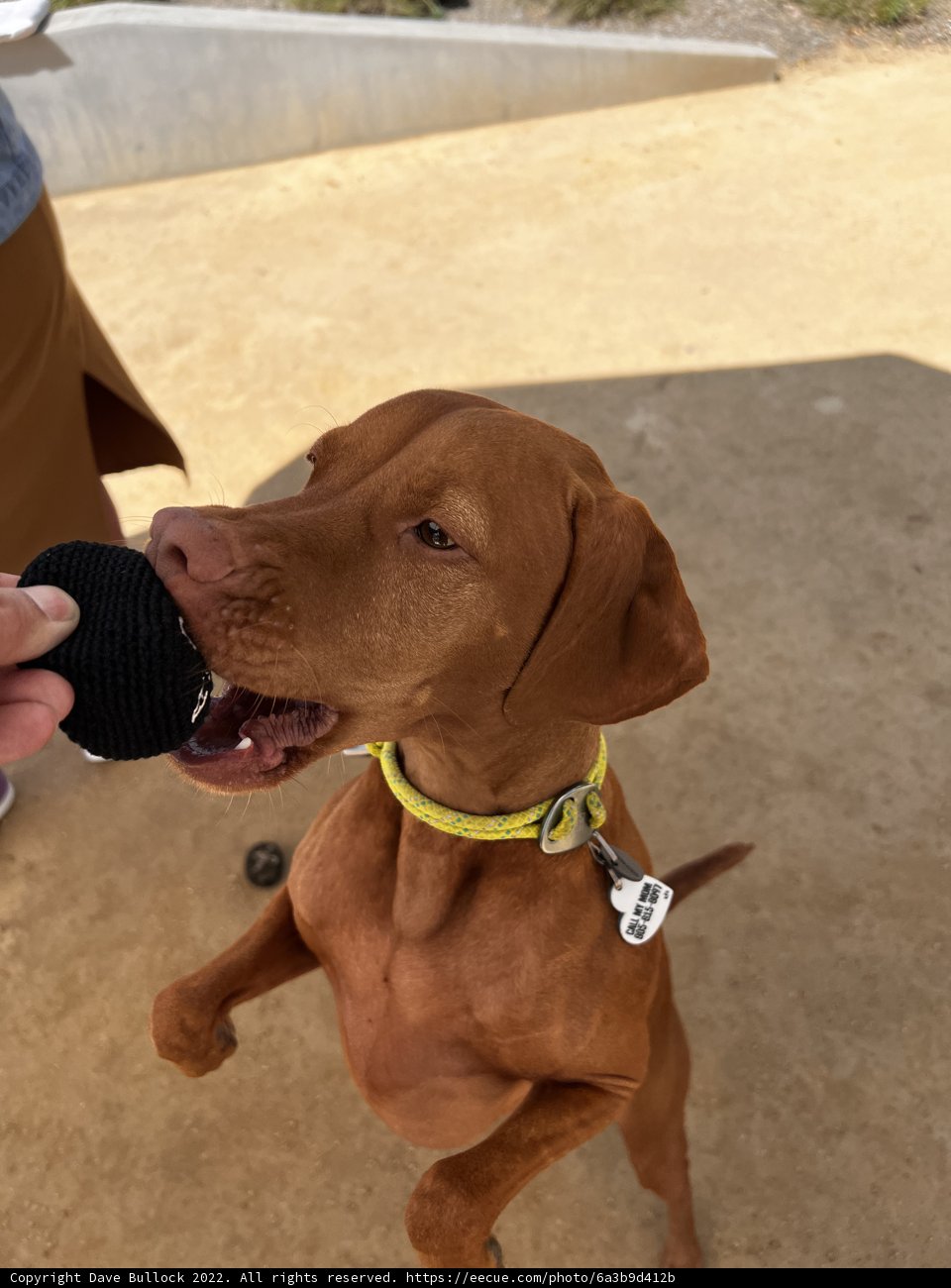 Playful Vizsla enjoys ball time with owner