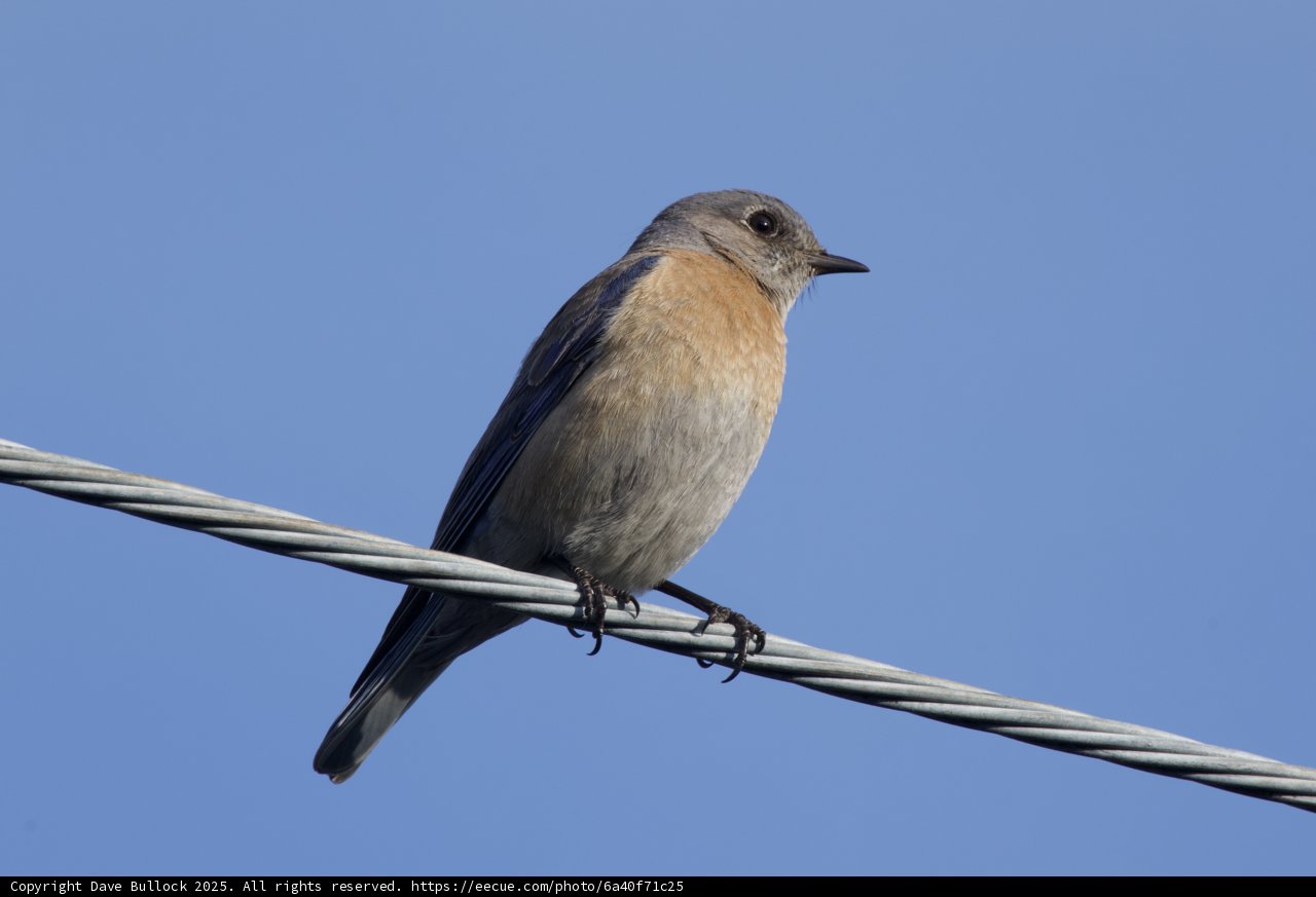 Serene Perch