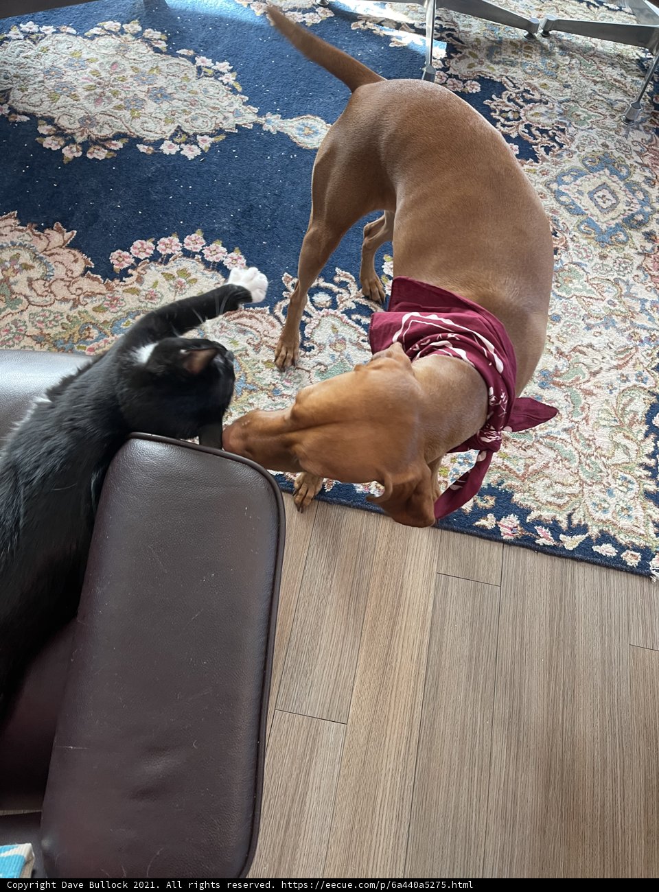 Unlikely Companions