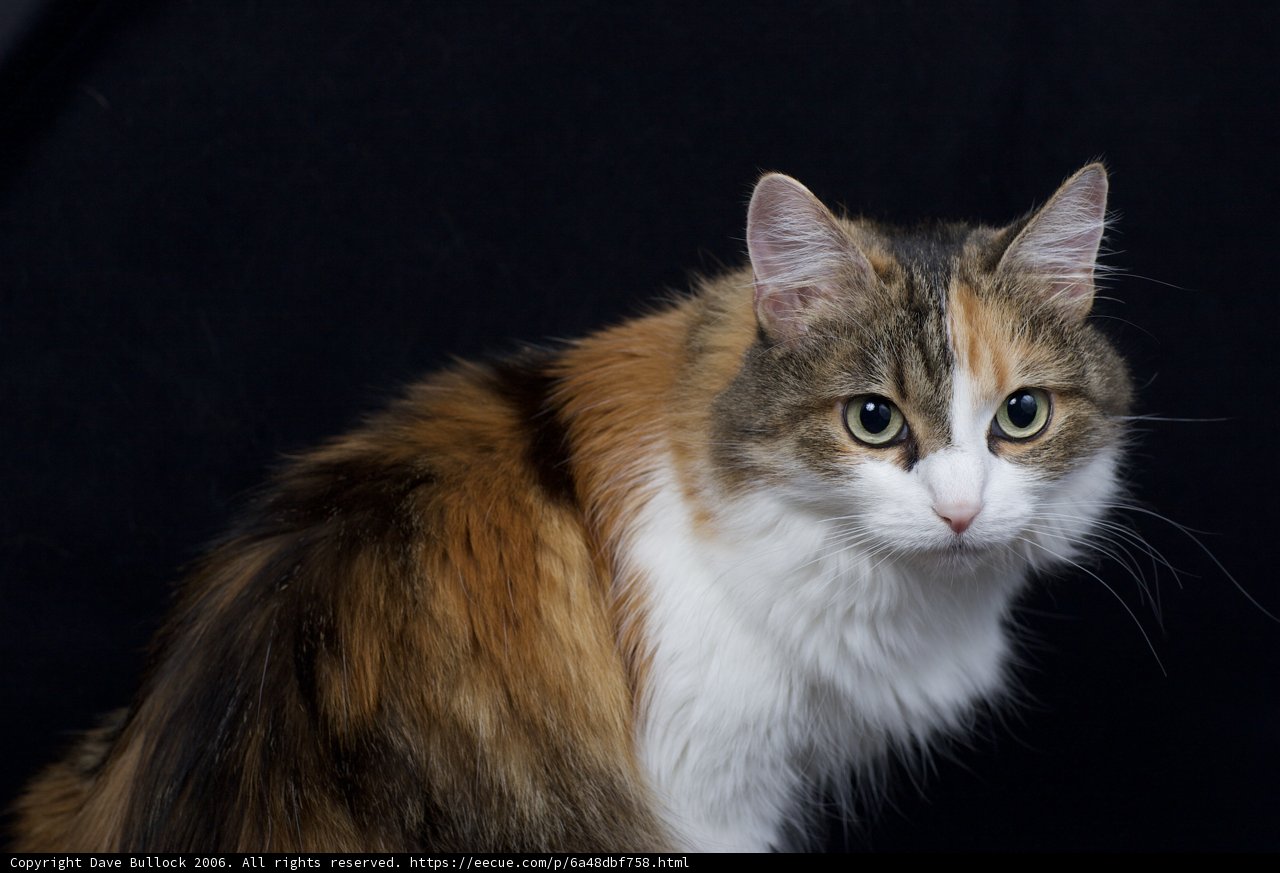 Calico Cat on Black Background