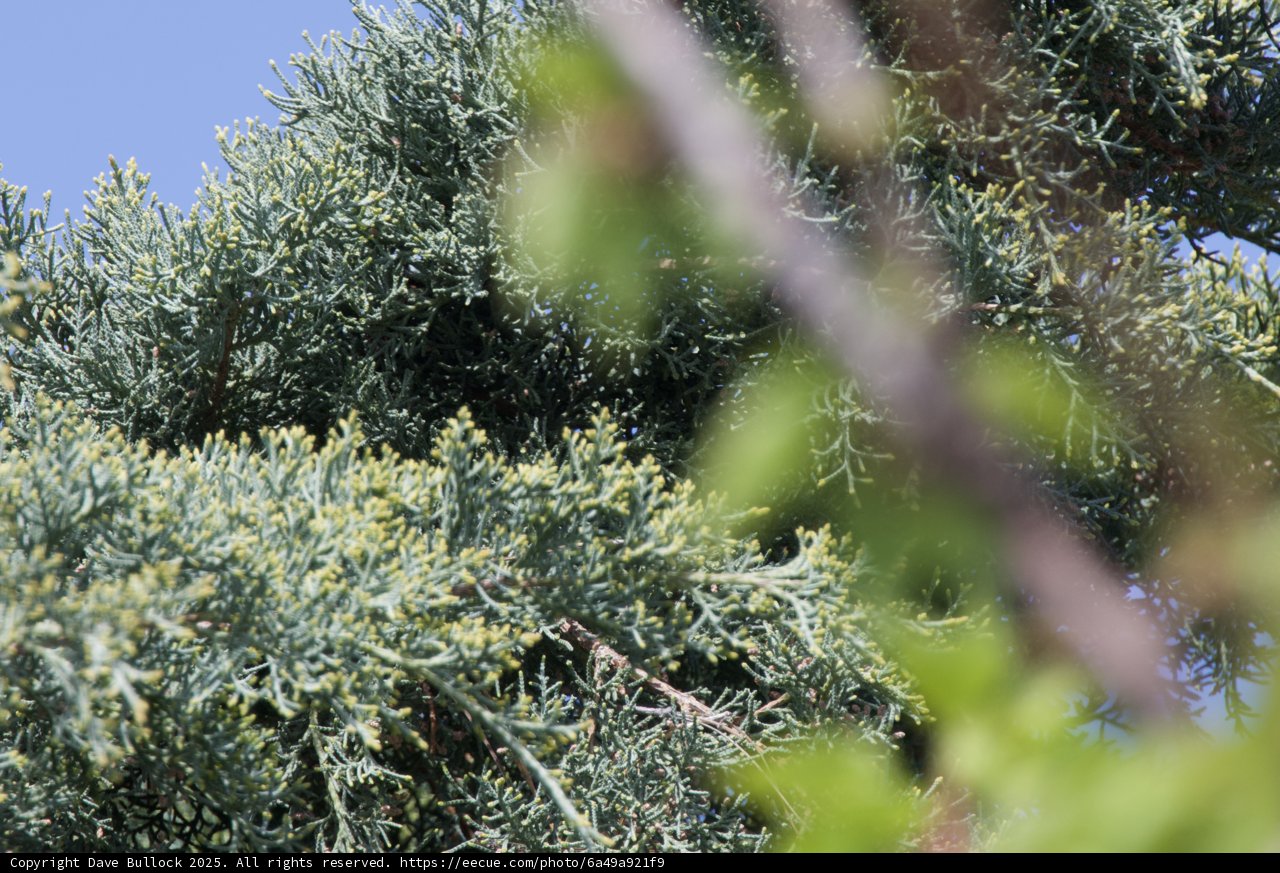 Verdant Whispers of Spring