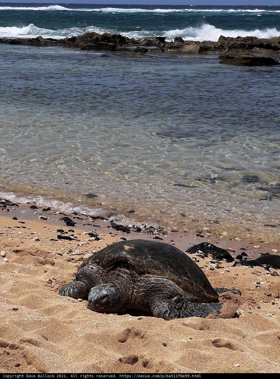 Turtle Sunbathing on the Beach