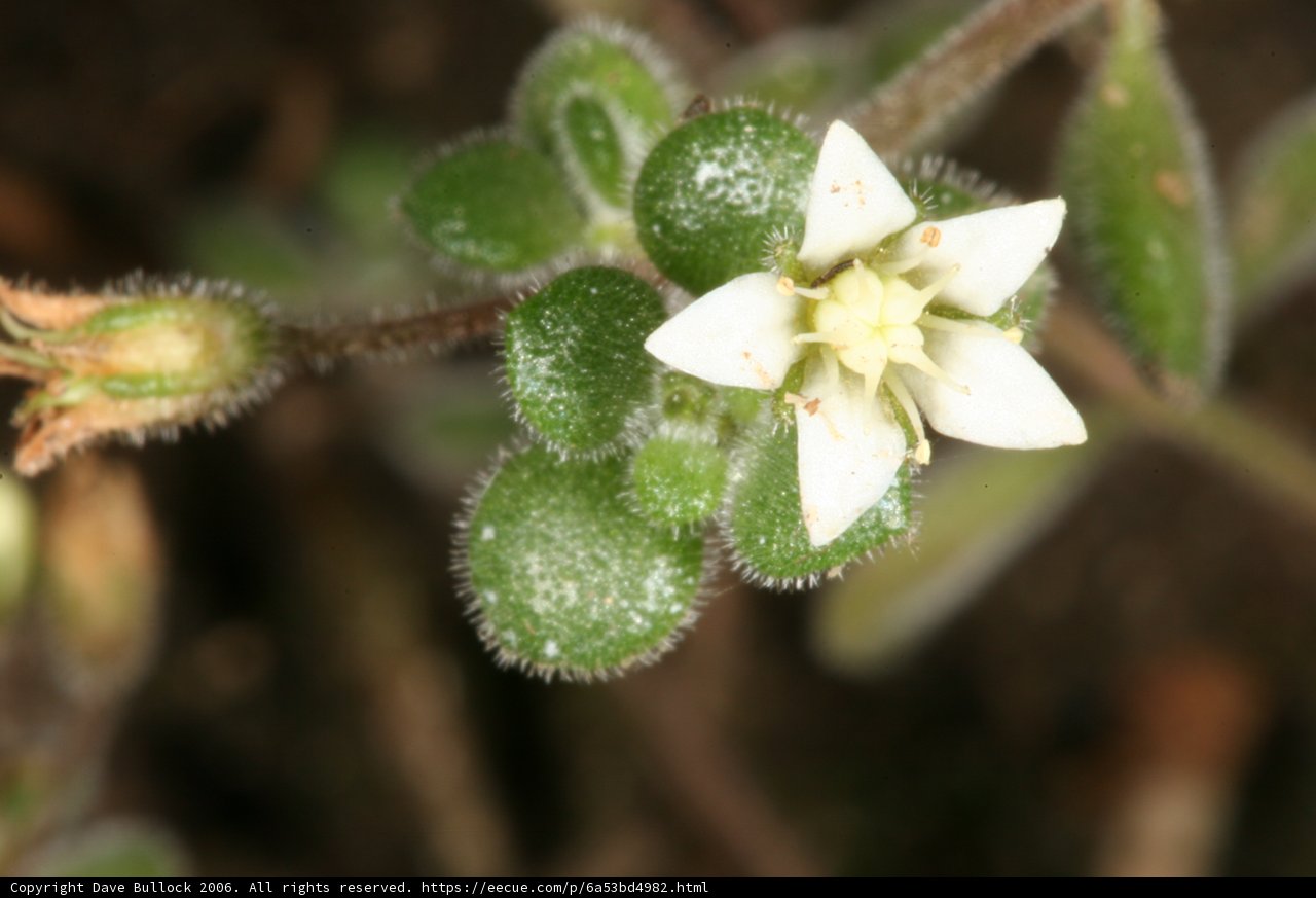 White Geranium Blossom in Huntington Gardens