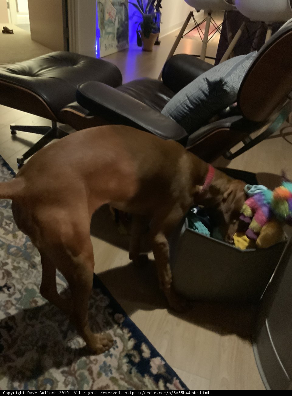 Playtime in the Living Room