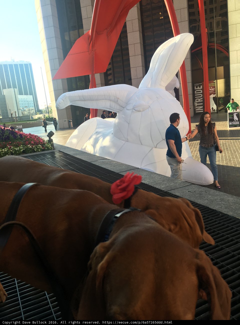 Dog Fascinated by Giant Bunny