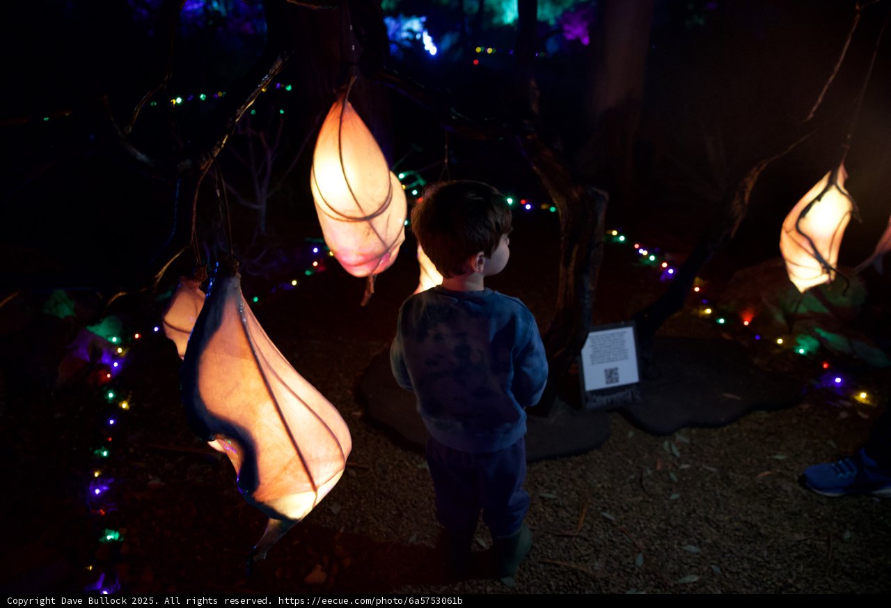 Enchanted Evening at the Garden of D'Lights