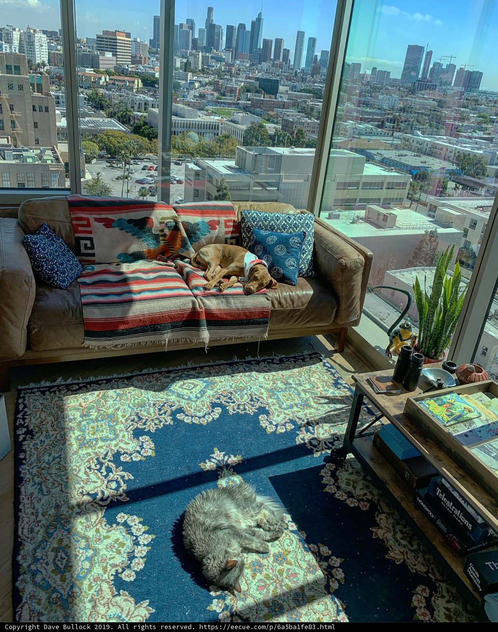 Cozy Living Room with Furry Companion