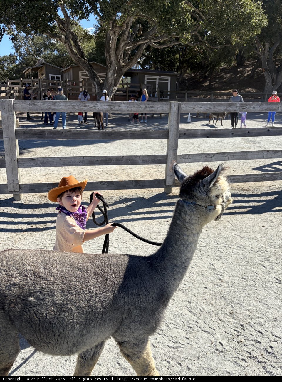 Little Cowboy Adventure