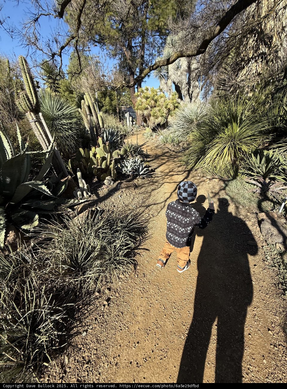 A Stroll Among the Cacti