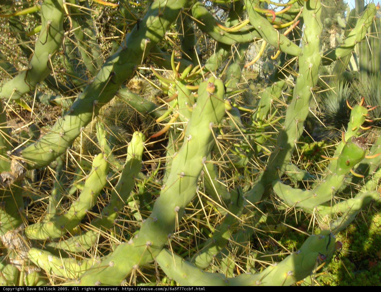 Prickly Companion