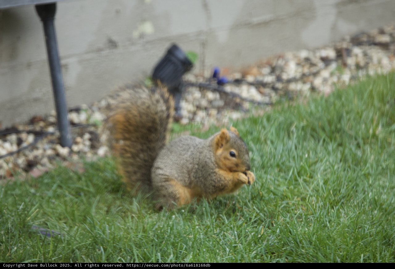 Fox Squirrel Foraging in Suburban Backyard